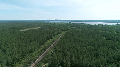 Tåg åker genom skog