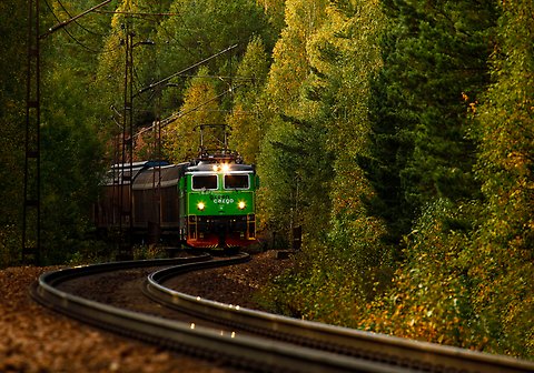 Tåg i skogsområde